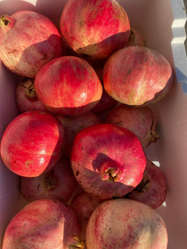 Trái Lựu Mỹ 16$ 1Kg