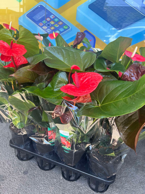 Hoa tươi  1 chậu nhựa