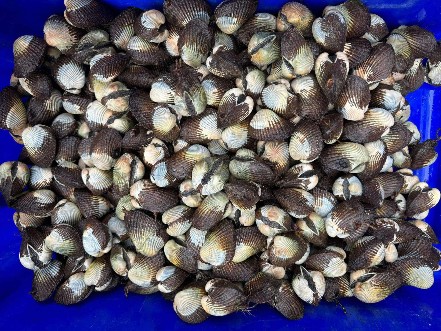 Sò Lông 2 kg 35$
