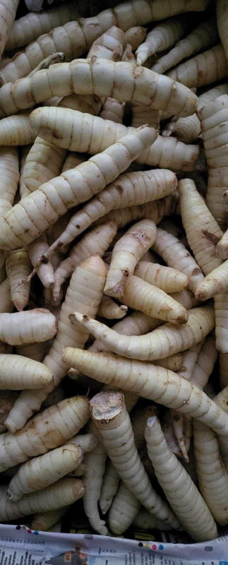 Mình tinh tươi 12$