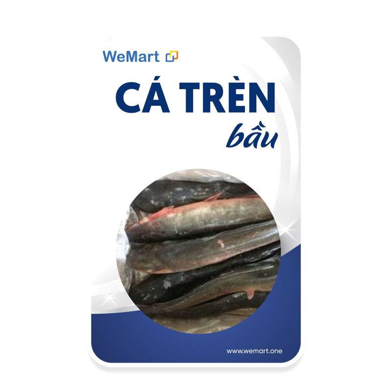 Cá Trèn bầu (Butter Catfish)
